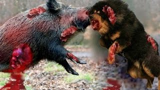 Elephant vs Rhino Real Fight - Pitbull vs wild boar - Elephant Vs Lions Attack - Real Fight - Daisy