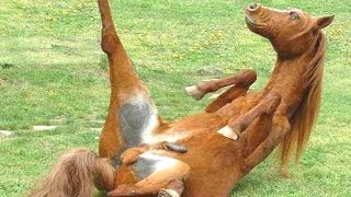 Top 10 Funny Horse Videos Compilation 2016