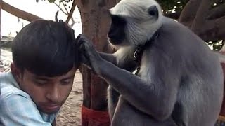 whatsapp funny videos animals Latest Comedy Compilation