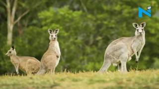1,900 kangaroos to be culled in Australia