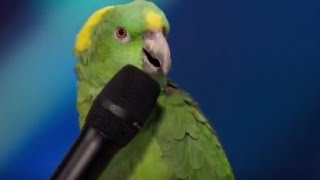 The BEST TALENT in the world (This bird was able to speak at the microphone).