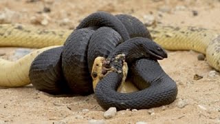 Most Amazing Wild Animal Attacks - King Cobra, Python, Anaconda - CRAZIEST Animal Fights