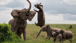 Most Amazing Wild Animal Attacks - Craziest Animal Fights