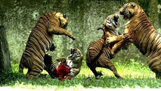 Tiger Vs Tiger Fight To The Death