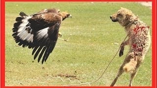 Dog vs Eagle,Eagle vs Dog Fight