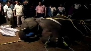 Forest officials gives tranquilizer to errant elephant in Burdwan