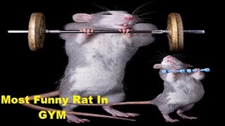 Rat GYM Workout  Most Funny Video