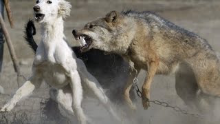 Dogs vs Wolf : Amazing Fight