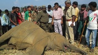 Odisha forest officials clueless on death of 39 elephants in 14 months