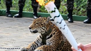 Rio 2016:  Jaguar featured in torch ceremony shot dead
