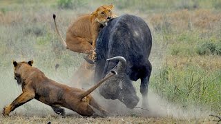 Most Amazing Wild Animal Attacks - Lion vs Buffalo Real Fight