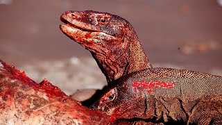 Wild Animal Attacks - Big Battle Animals Real Fight - Komodo Dragon Attacks