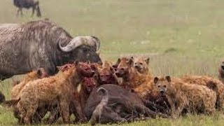Buffalo vs Hyenas - This Fight With a Baby is at Stake