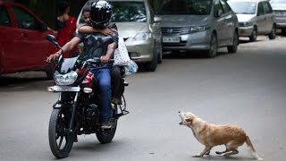 Whatsapp Funny Videos India - Funny Dog Attack in Kerala India - Funny Animal Attack