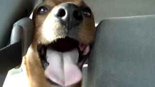 Laughing Dog Facebook Funny Video