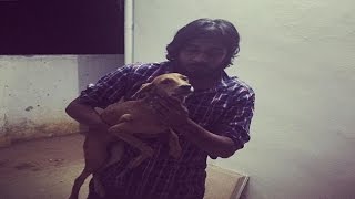 Miracle wins cruelty: Dog thrown from terrace found alive