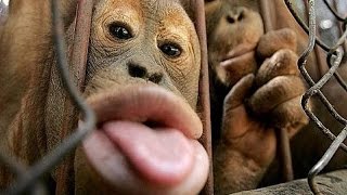 Top 10 Most Funny Monkey Videos 2016