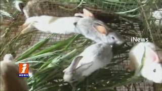 Teacher Running Rabbit Farming  In Vizianagaram | iNews