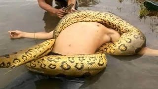 Giant Anaconda Attacks Human Caught on Camera - When Animals attack People - Most Amazing Attacks