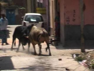 दिल्ली : दो सांडो की LIVE लड़ाई
