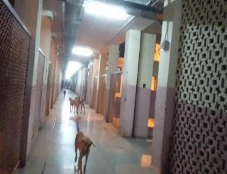 दिल्ली : सरकारी अस्पताल में घूम रहे हैं कुत्ते