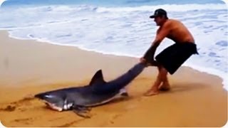 Great White Shark Rescue on the Beach