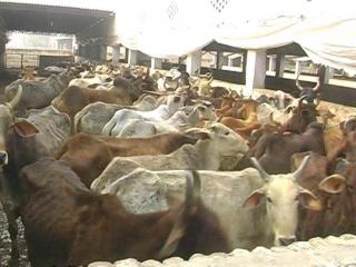 संगरूर में रहस्मयी हलातों में 18 गाय की मौत, माहौल तनावपूर्ण