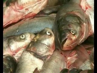 अब दो महीने तक बाज़ार में नहीं आएगी गोबिंद सागर झील की मछली