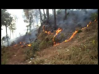 हमीरपुर के साथ सटे हीरानगर जंगल में लगी आग, लाखों का नुकसान