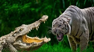 Tiger vs. Crocodile vs. Bear vs. Lion - Top Amazing Animal Fights
