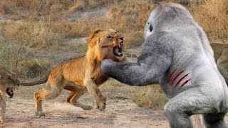 Most Amazing Wild Animal Attacks - Prey Animals vs Predator Fight Back