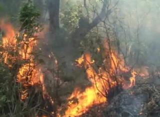 हरियाणा-हिमाचल सीमा से सटे जंगलों में आग लगने से मचा हड़कम्प