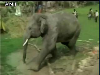 मिदनापुर में हाथियों के झुंड ने मचाया आतंक
