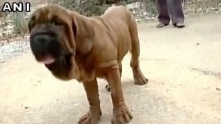 देखिए भारत में आया पहली बार एक करोड़ का कुता