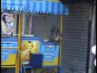 दिल्ली : बंदरों के आंतक से लोगों में दहशत