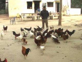 एक ऐसा थाना जहां पुलिसकर्मियों के साथ रहते हैं मुर्गे