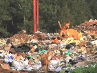 कुत्तों से परेशान कानपुर, एक महीने में 6 हजार लोगों को बनाया शिकार
