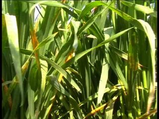 कृषि विभाग ने की इंद्री में पीला रतुआ होने की पुष्टि