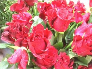 वेलेंटाईन डे पर फूलों की बहार, दस रूपए वाला गुलाब सौ के पार