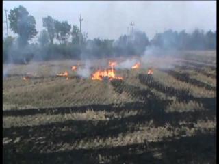 बिजली विभाग की बड़ी लापरवाही, किसानों की सैंकड़ों एकड़ फसल जलकर राख