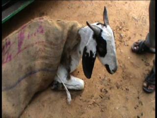 हैवानियत की हदें पार, 'दरिंदे' ने बकरी के साथ किया दुष्कर्म