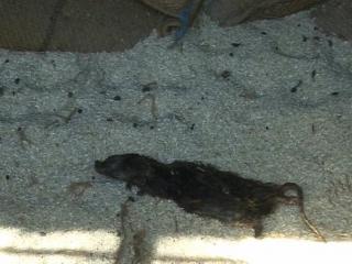 देखे: मिड डे मील के राशन में मिले मरे हुए चूहे और कीड़े
