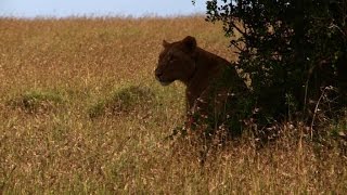 GPS collars protect Kenya's lions