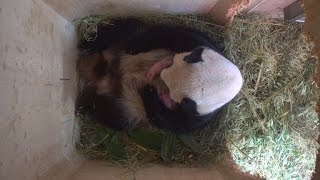 Vienna zoo hails rare birth of tiny giant panda twins
