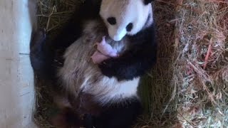 Raw: Panda Surprises Vienna Zoo With Two Cubs