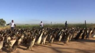Ducks on Pest Patrol at South African Vineyards