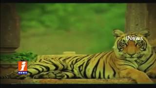Machli Ranthambore iconic Tiger No More | iNews