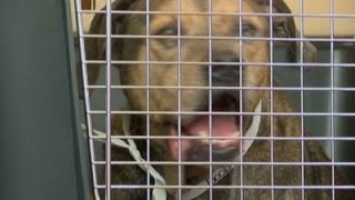 Dogs Moved From Flooded Louisiana Animal Shelter