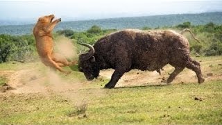 Buffalo Attacks and Kills Lion When Prey Fights Back Buffalo vs Lion