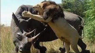 Most Amazing Wild Animal Attacks - CRAZIEST Animal Fights lion, tiger, deer, Crocodile